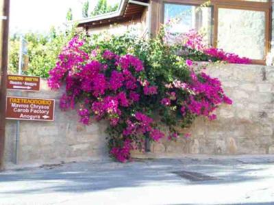 Sign To The Carob Museum